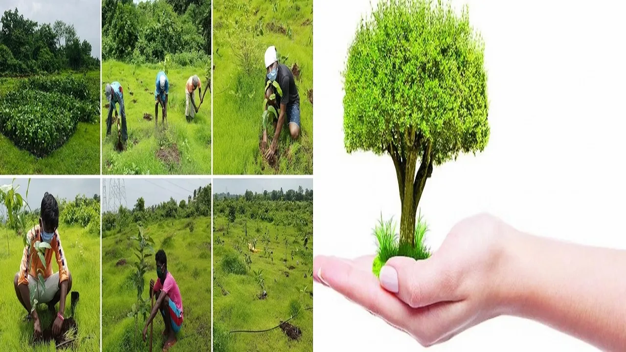 Gift a plant and make the world a better place