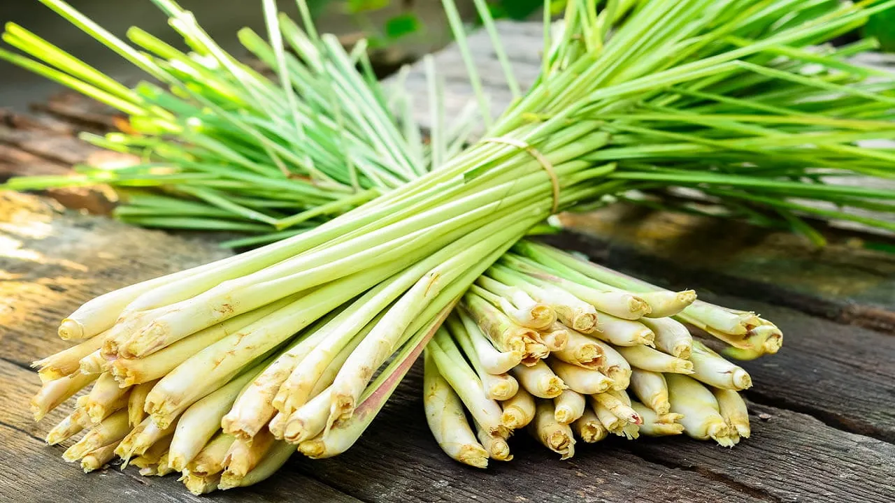 Lemongrass