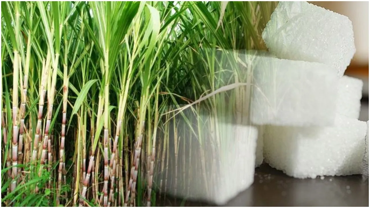 चीनी उद्योग (Sugar Industry)