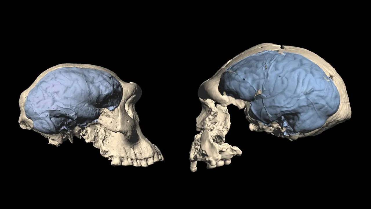 Human Brain