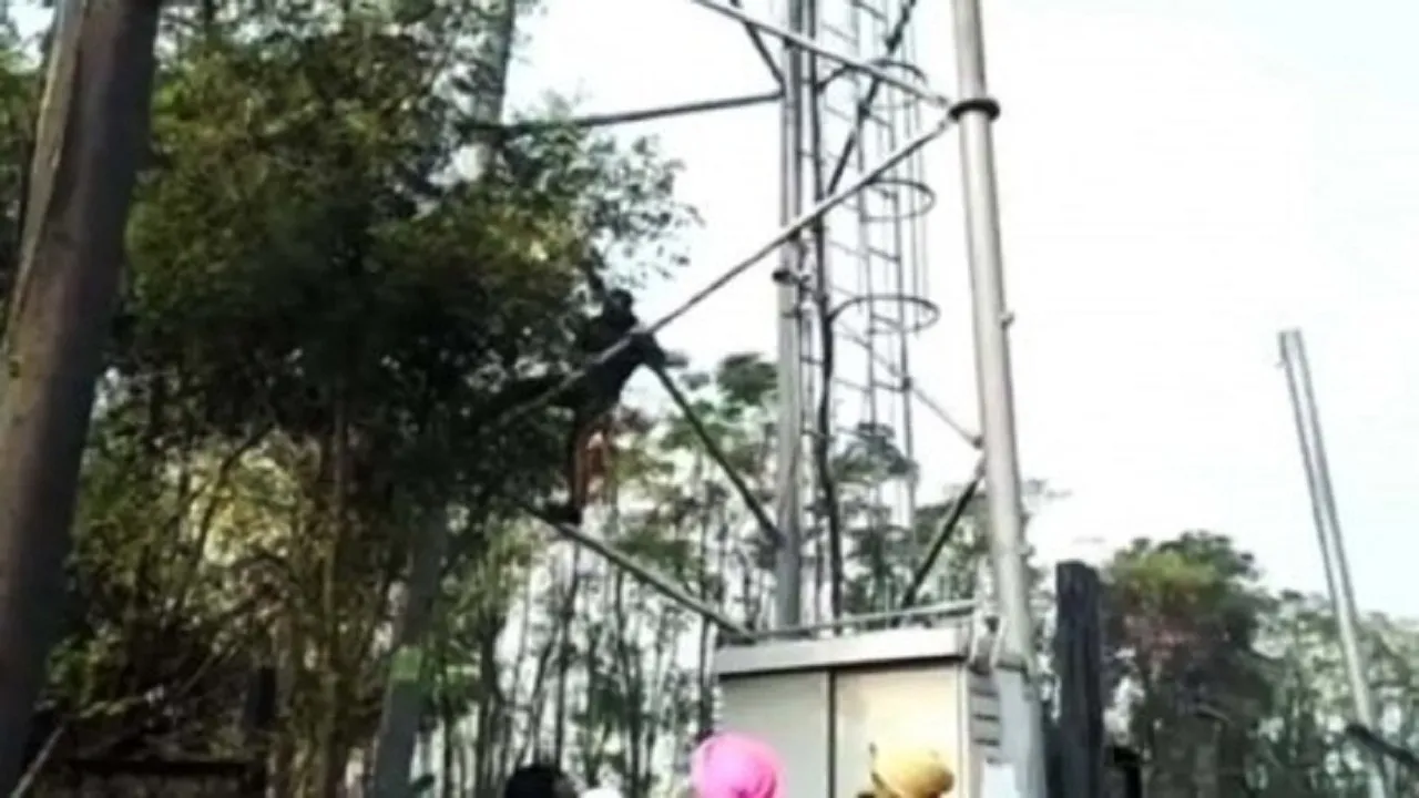 signal