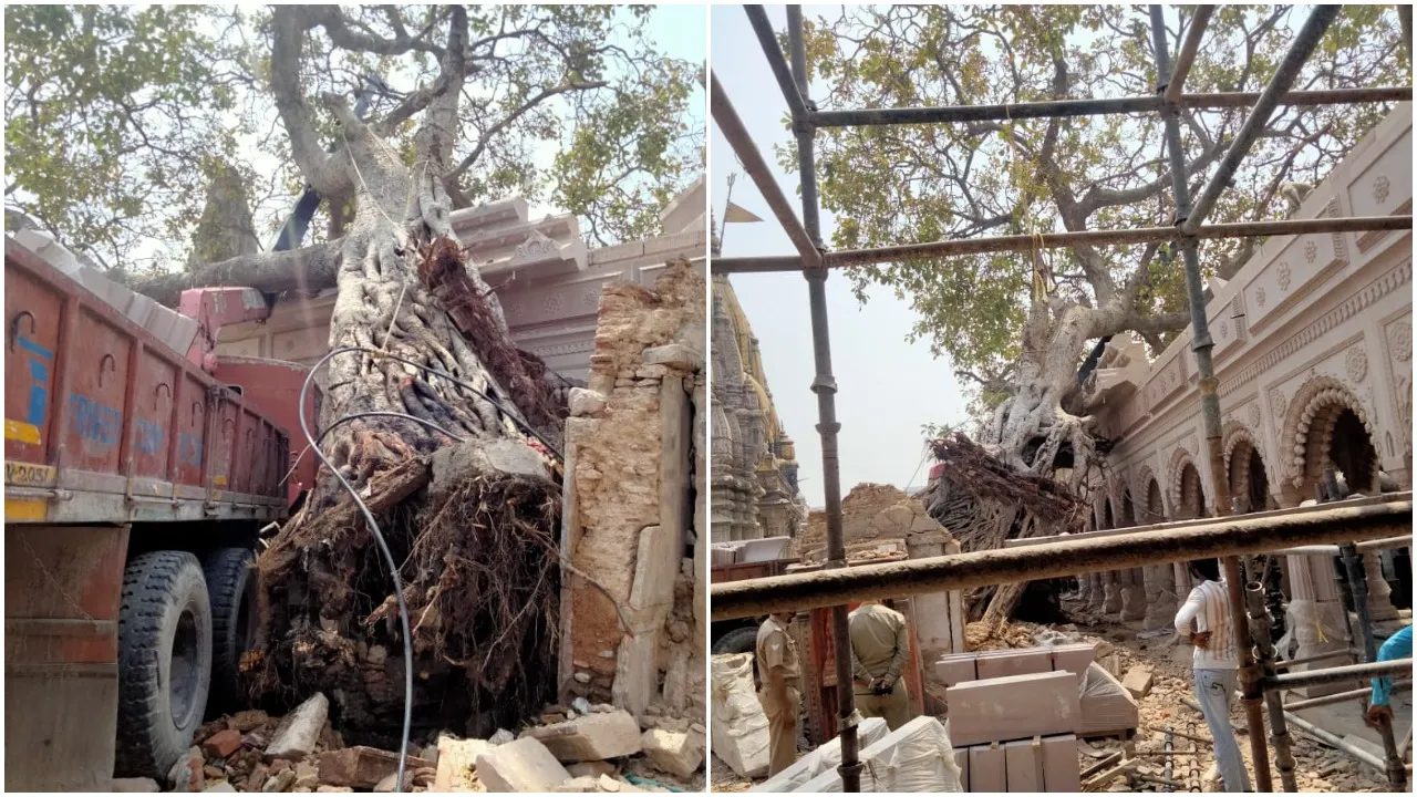 काशी विश्वनाथ धाम में अक्षयवट वृक्ष गिरा