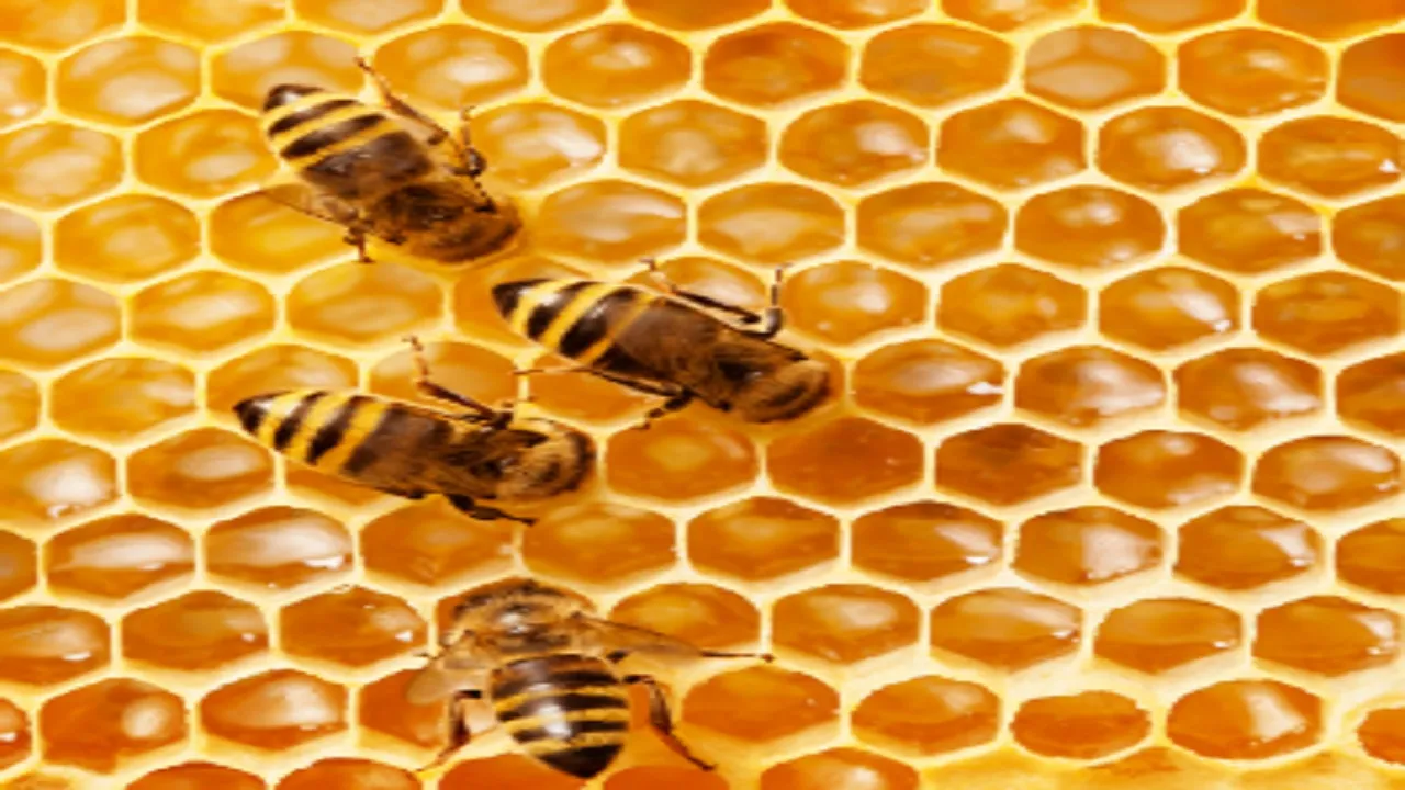 Bee
