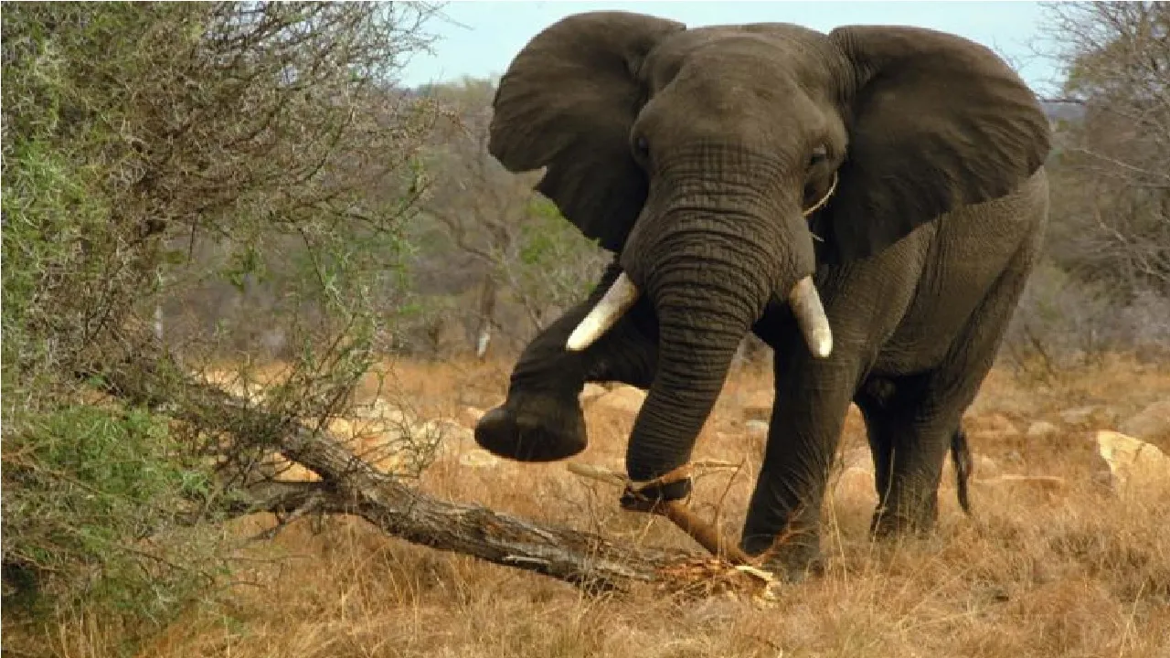 Elephant