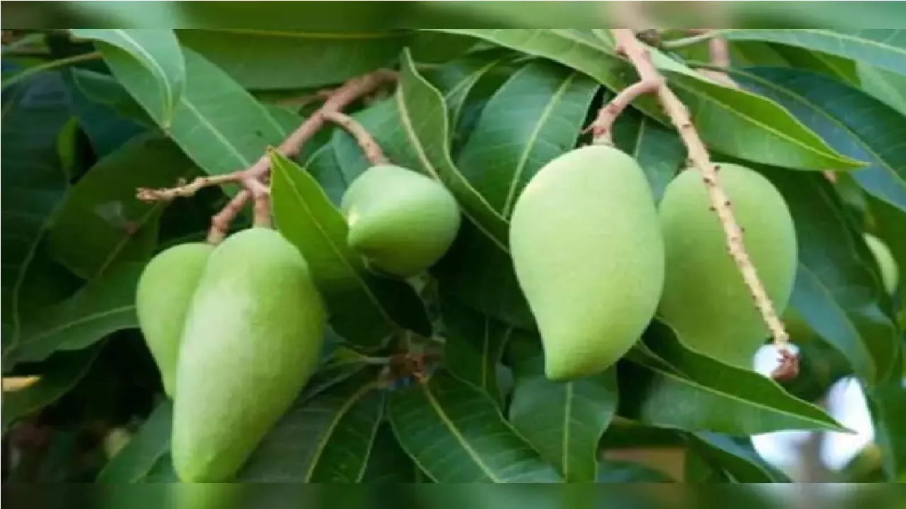 Raw Mango