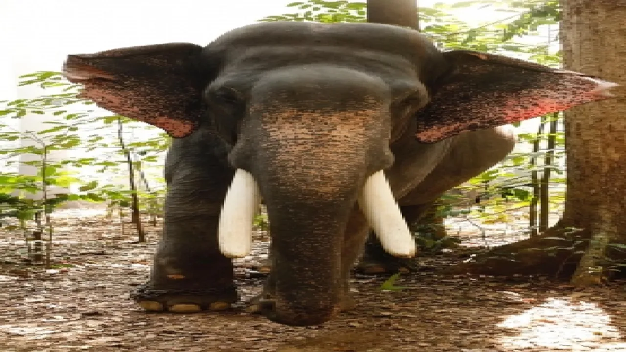 Elephant hire for marriage angry with the noise created an orgy