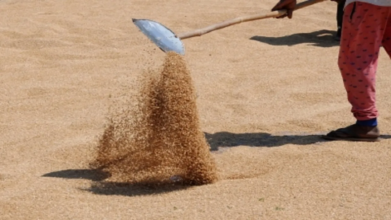 wheat