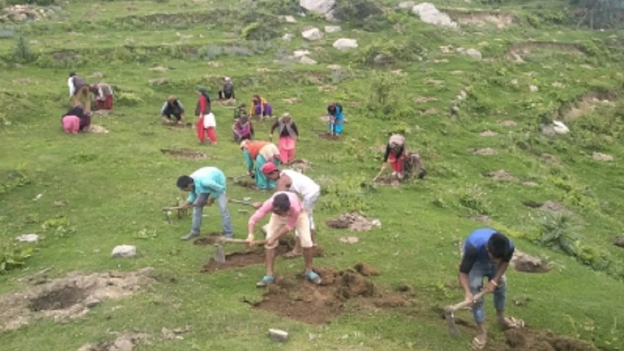 plantation in up
