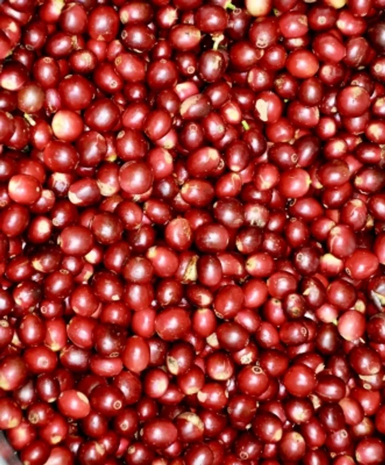 Araku coffee-Red