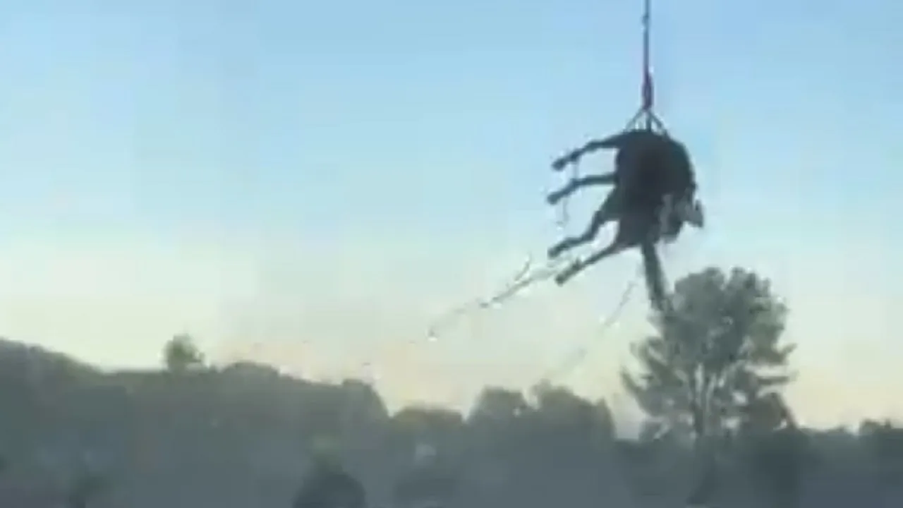 horse rescue air lift