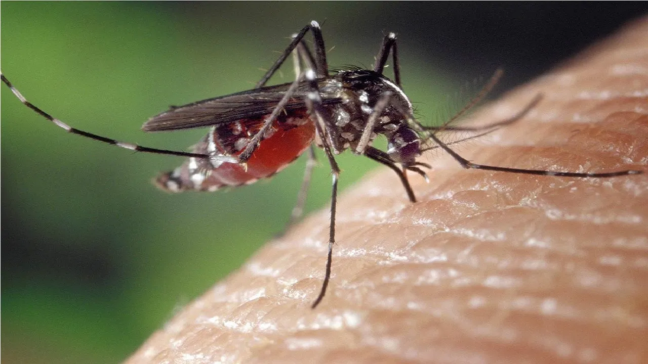 Zika Virus