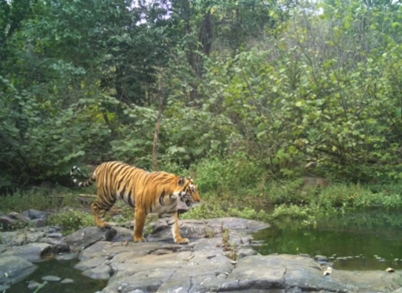 14 tiger