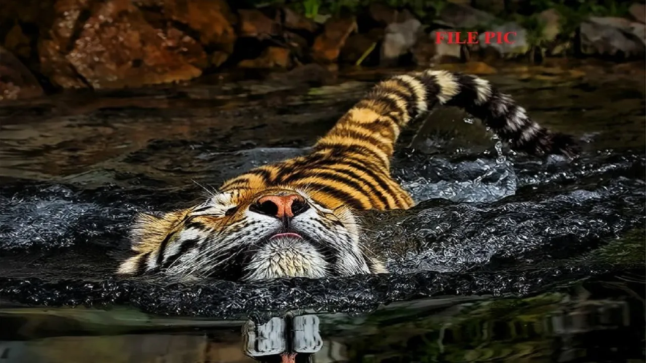 Video of tiger
