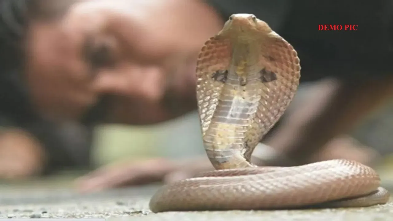 Snake bites