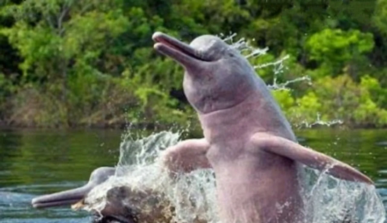 Gangetic Dolphin