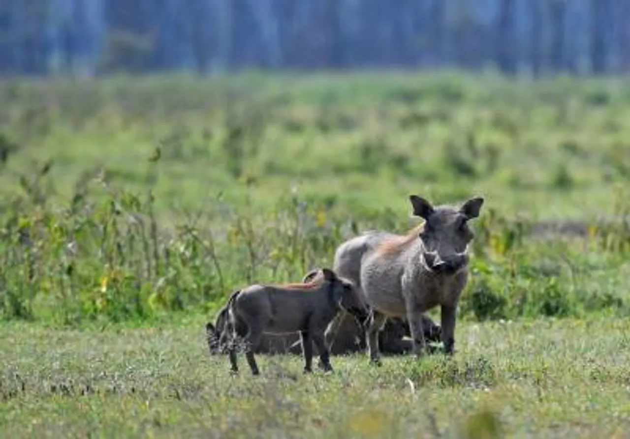 Kenya rhino