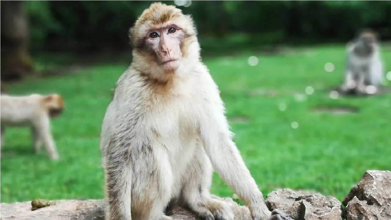 Monkey