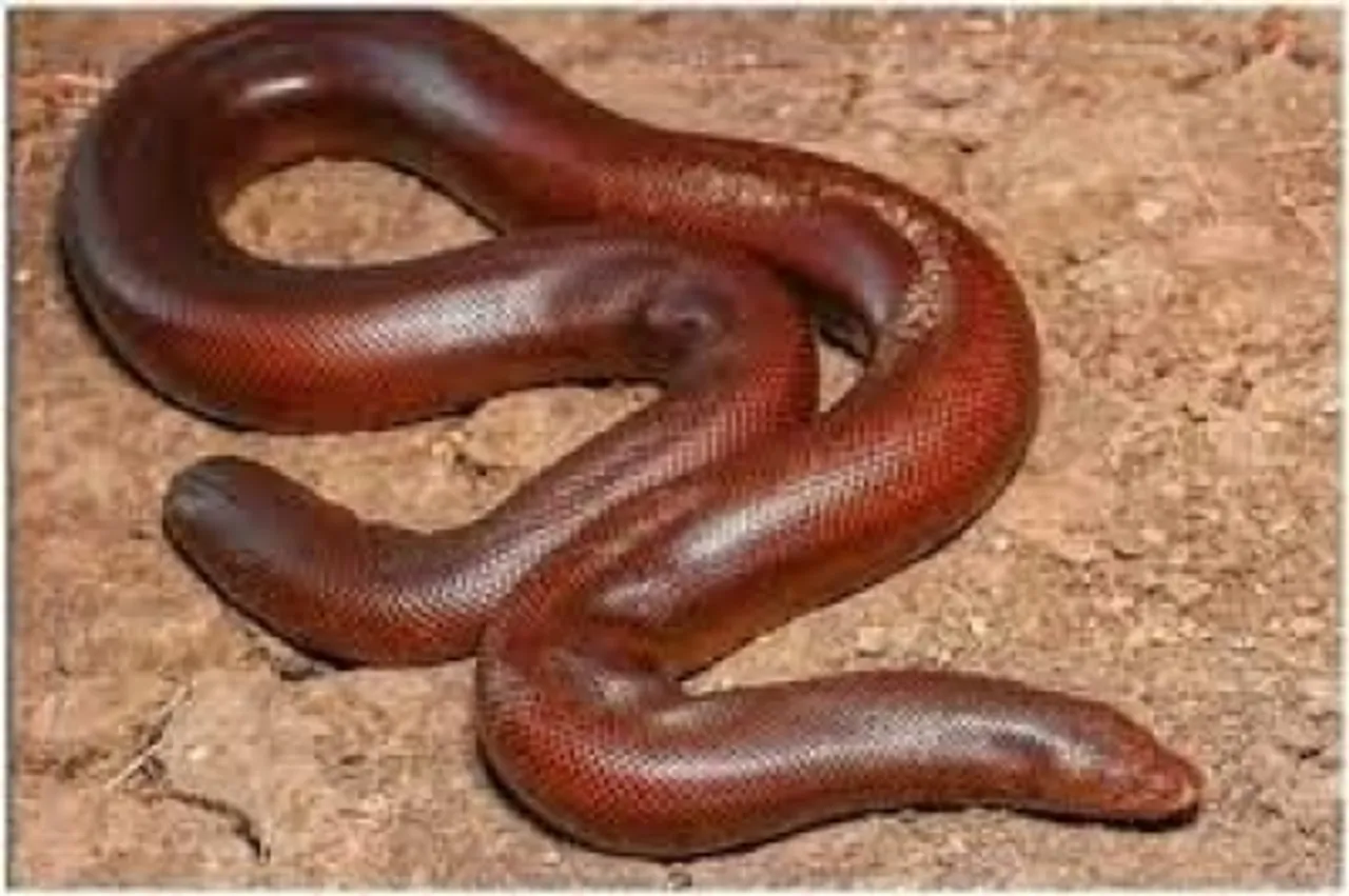 Red Boa