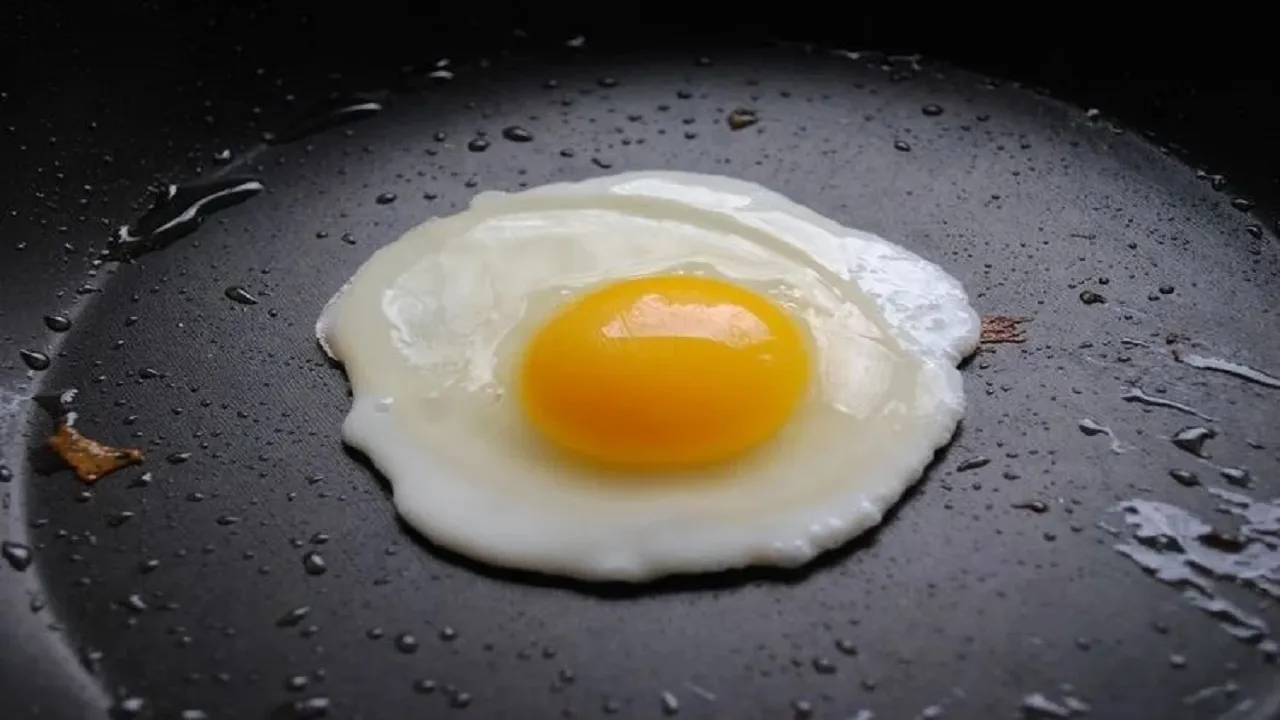 egg