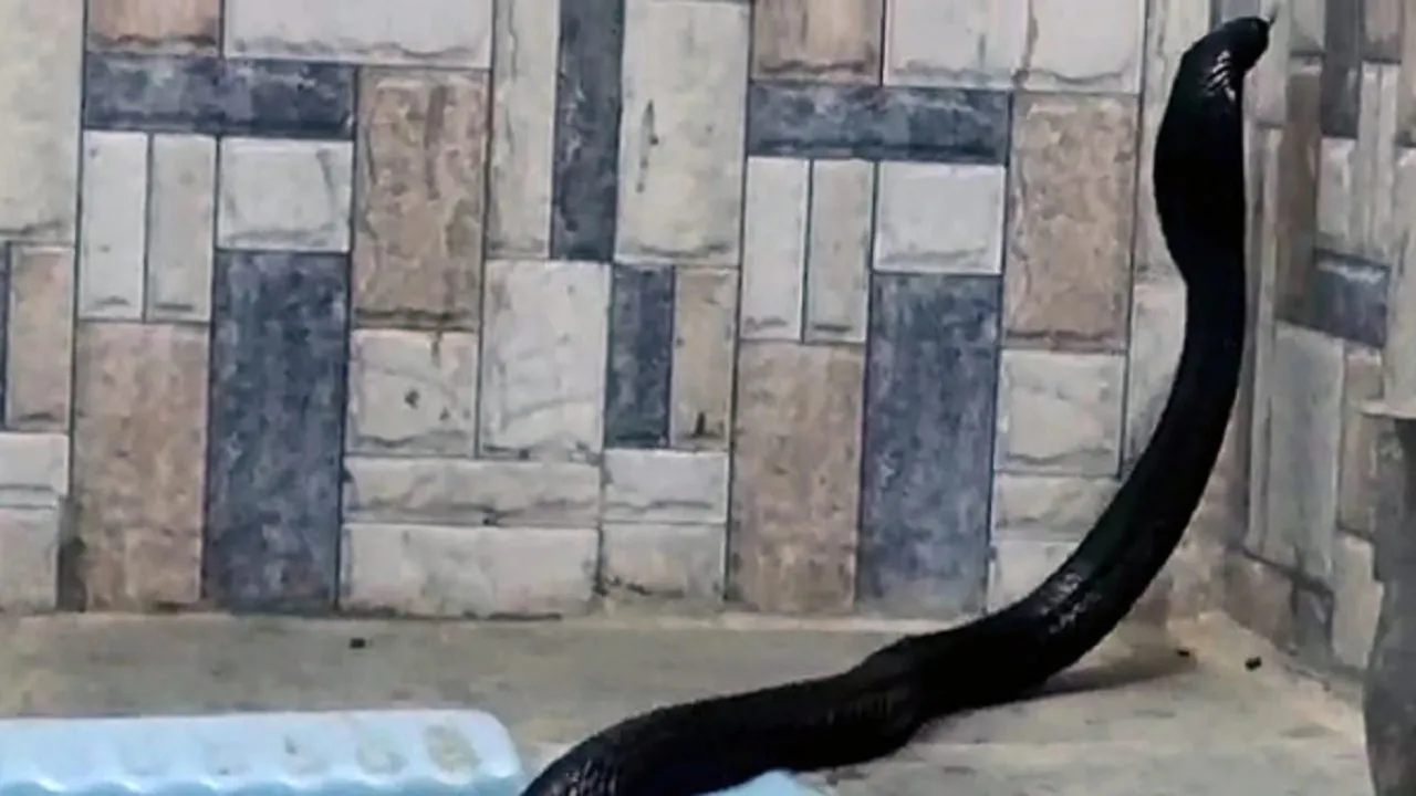 cobra snake