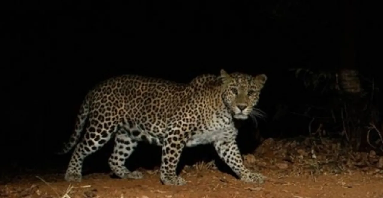Leopard run