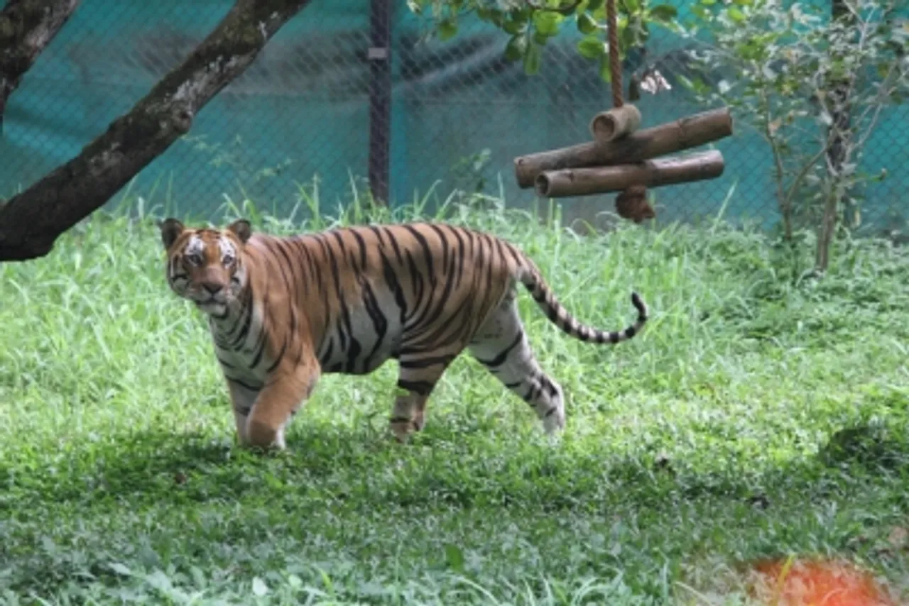 BÃƒÂƒÃ‚Â¢ÃƒÂ‚Ã¢Â‚Â¬ÃƒÂ‚Ã¢Â„Â¢luru zoo