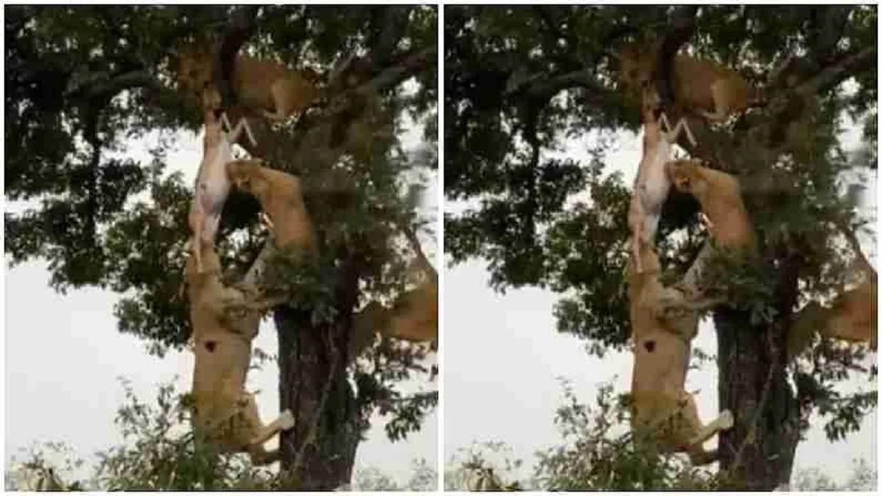 6 lion fight