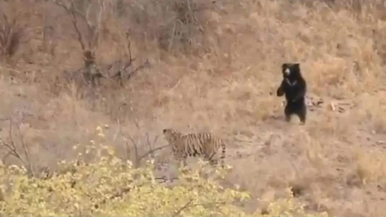 bear and tiger