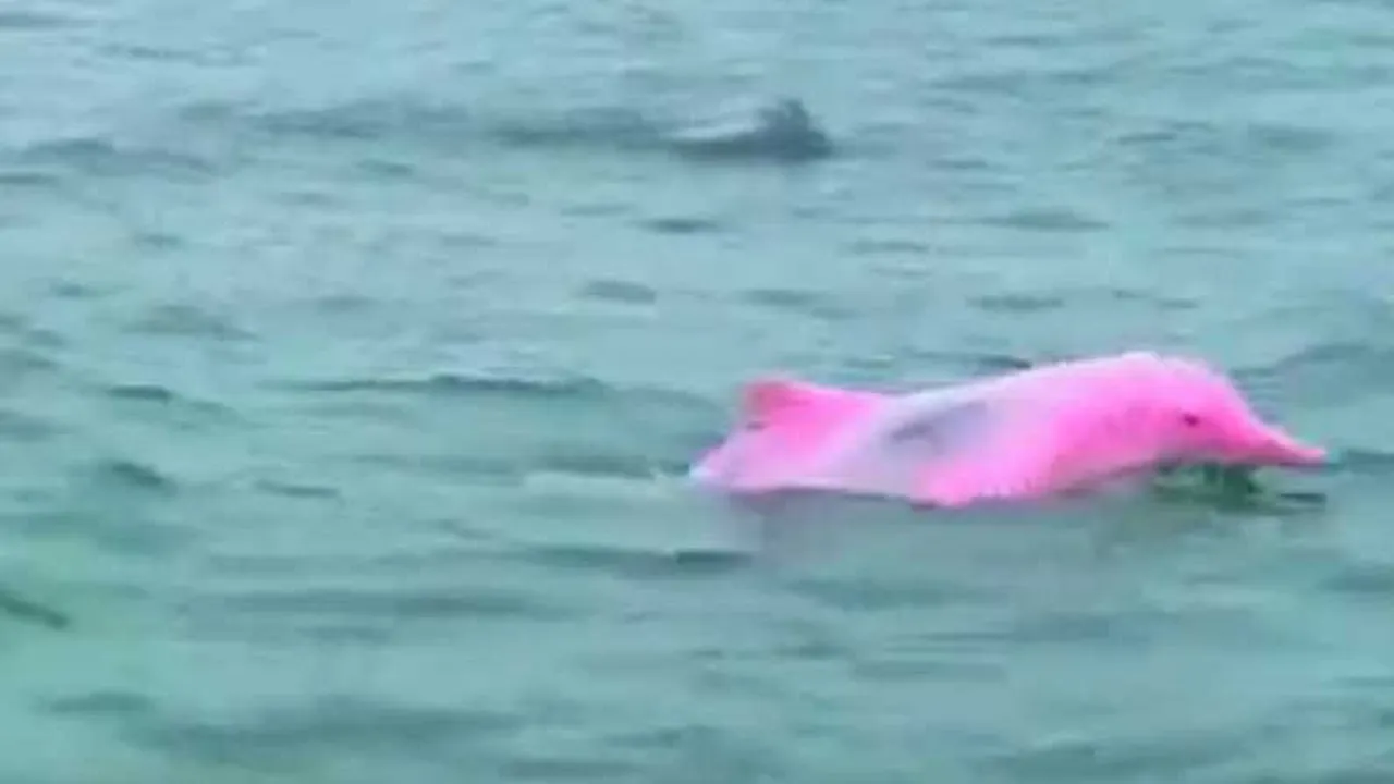 DOLFIN