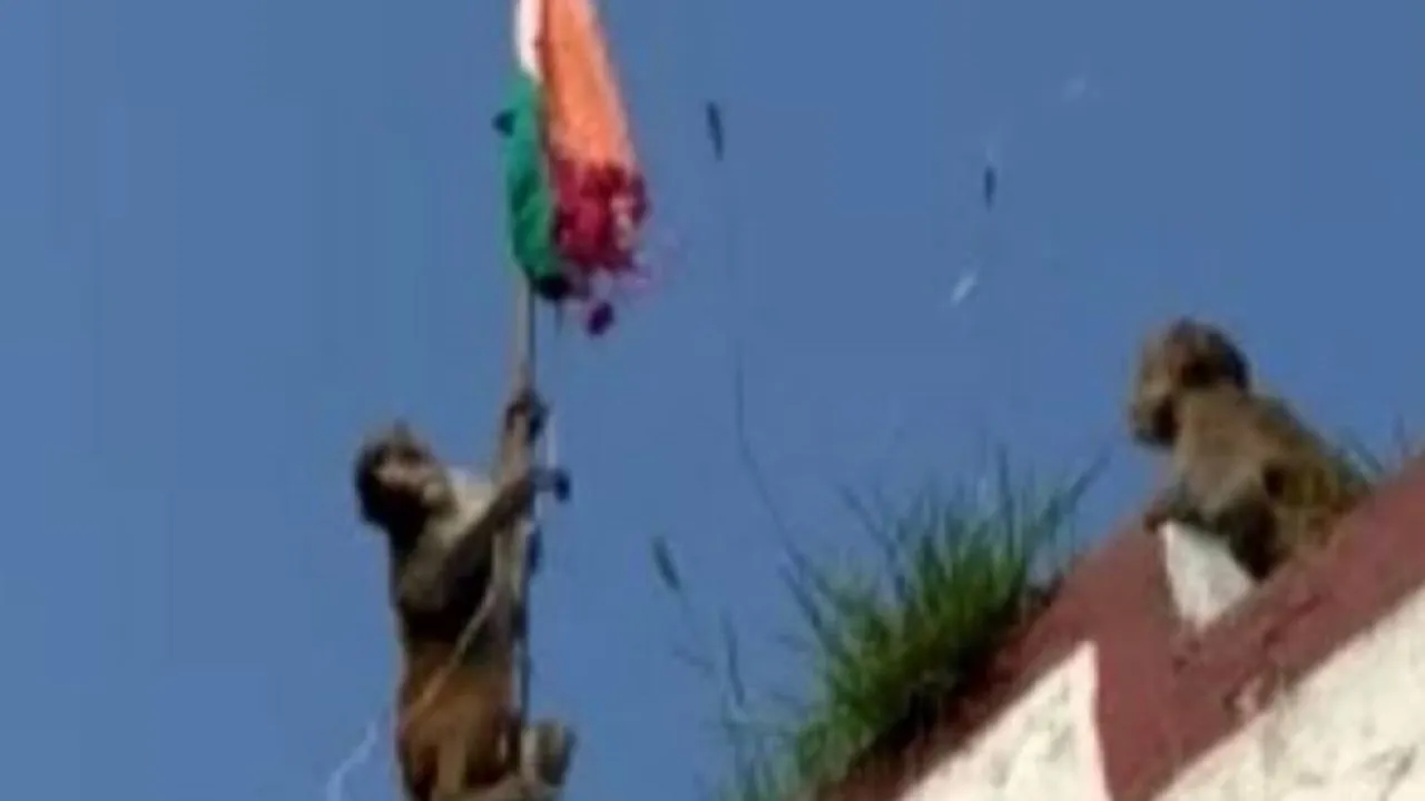 MONKEYS BY TIRANGA