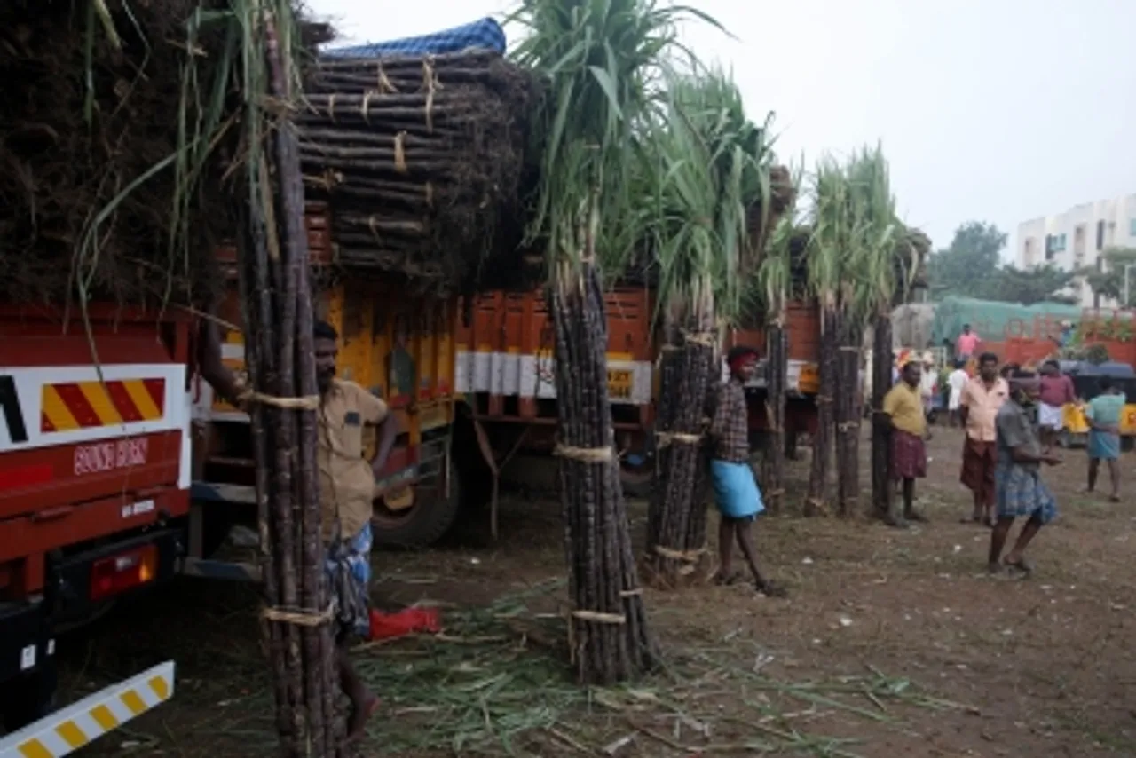 Punjab ugarcane