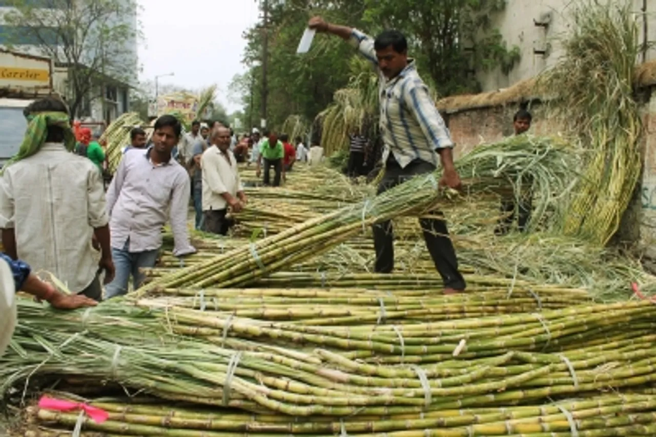 Sugarcane File