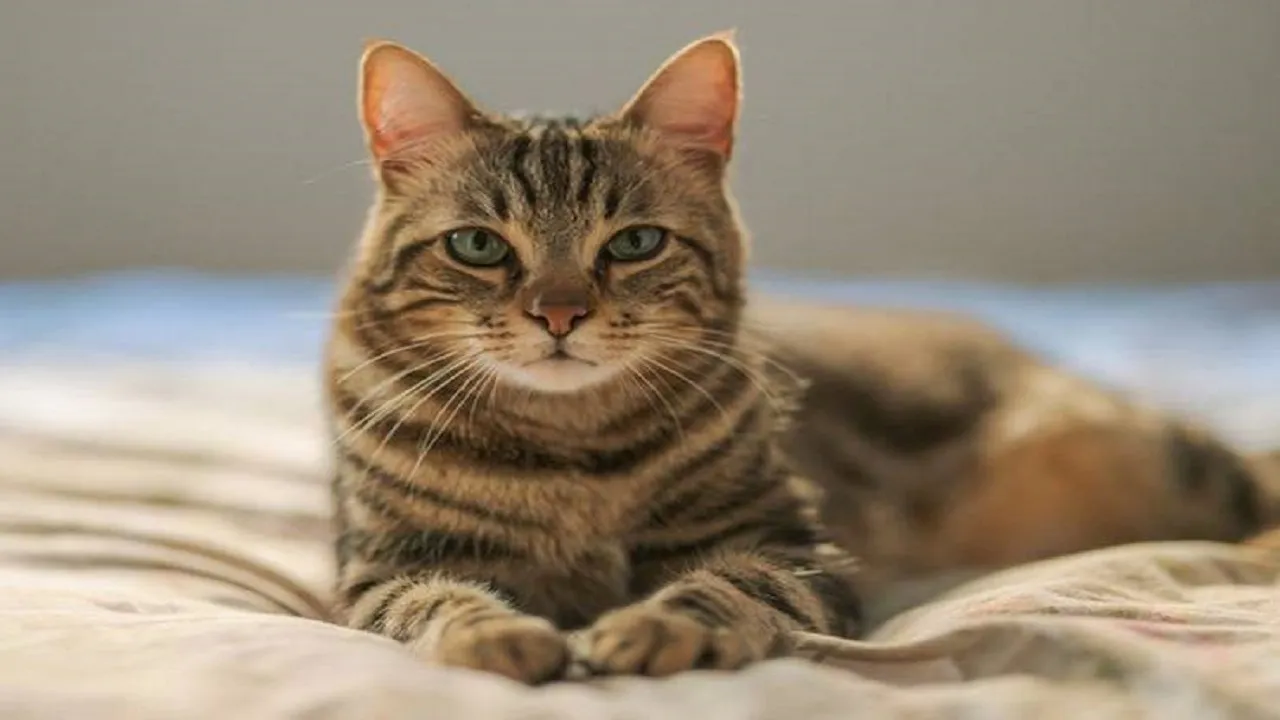 cat