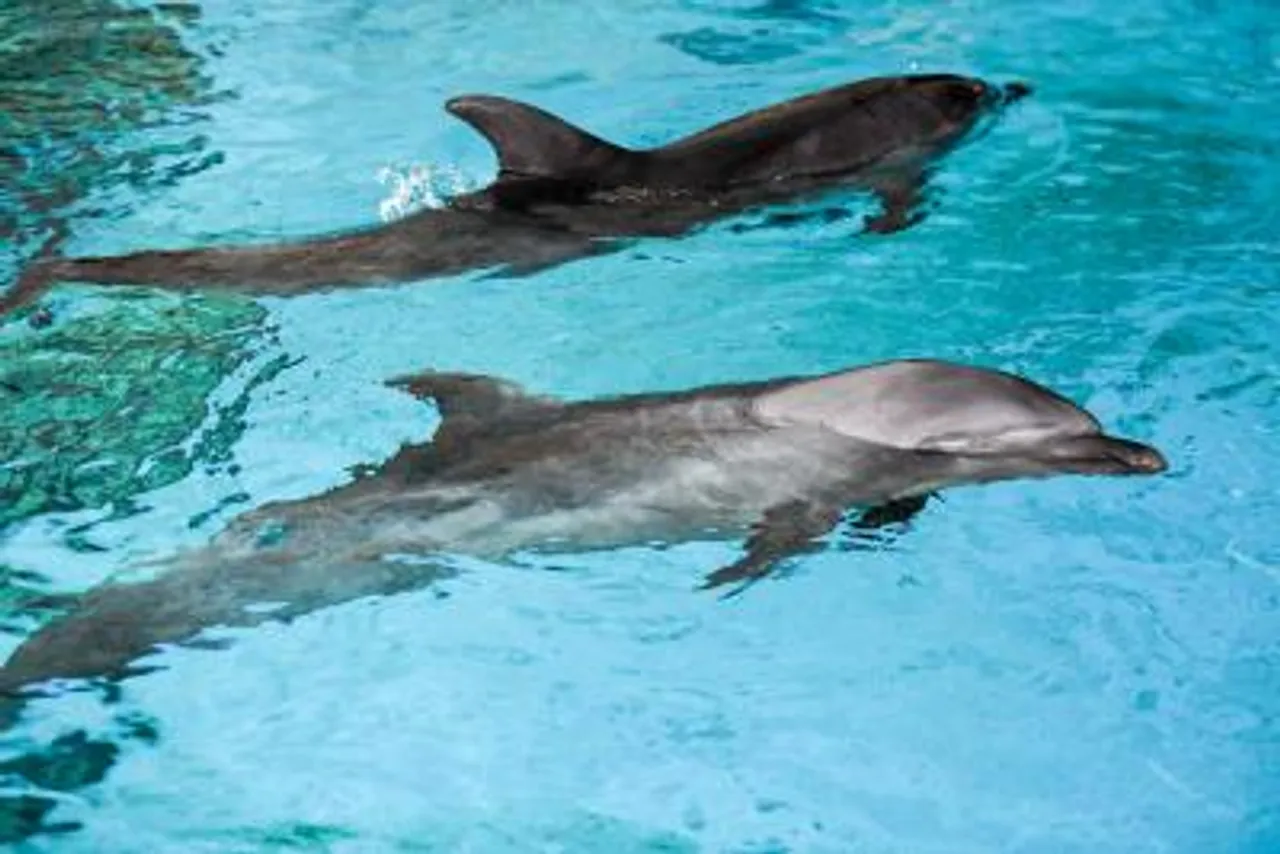 Dolphin Reerve