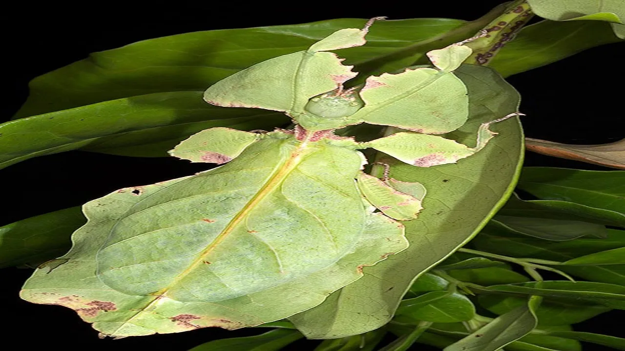 Phyllium Giganteum