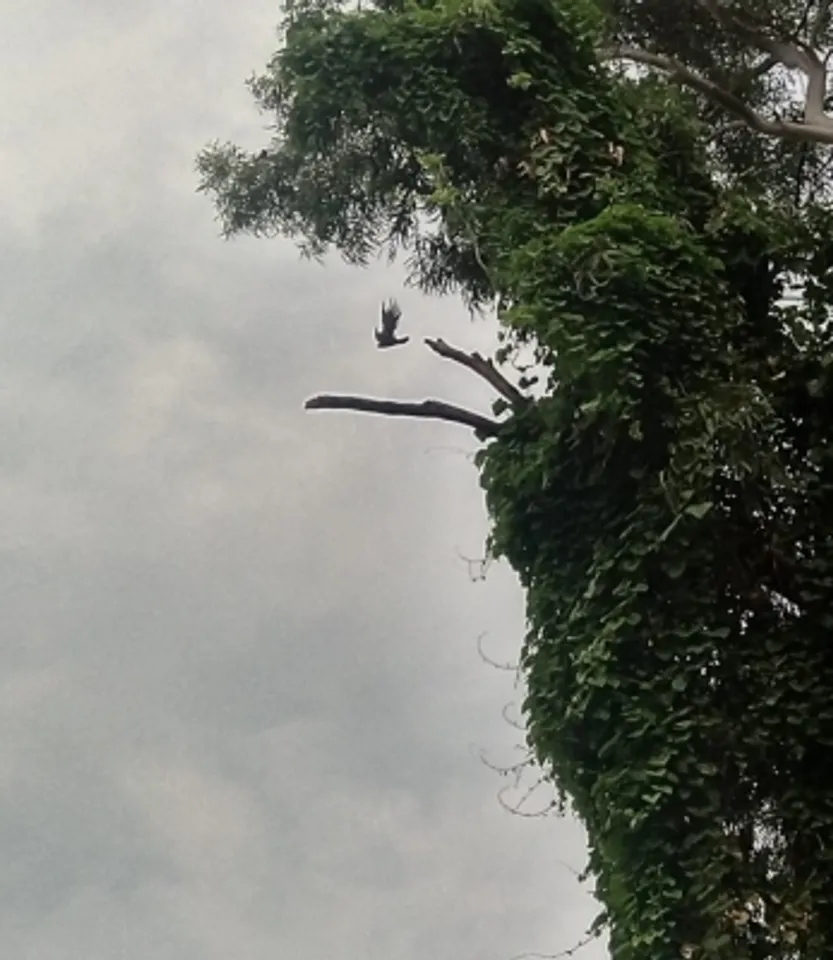 Koel caught