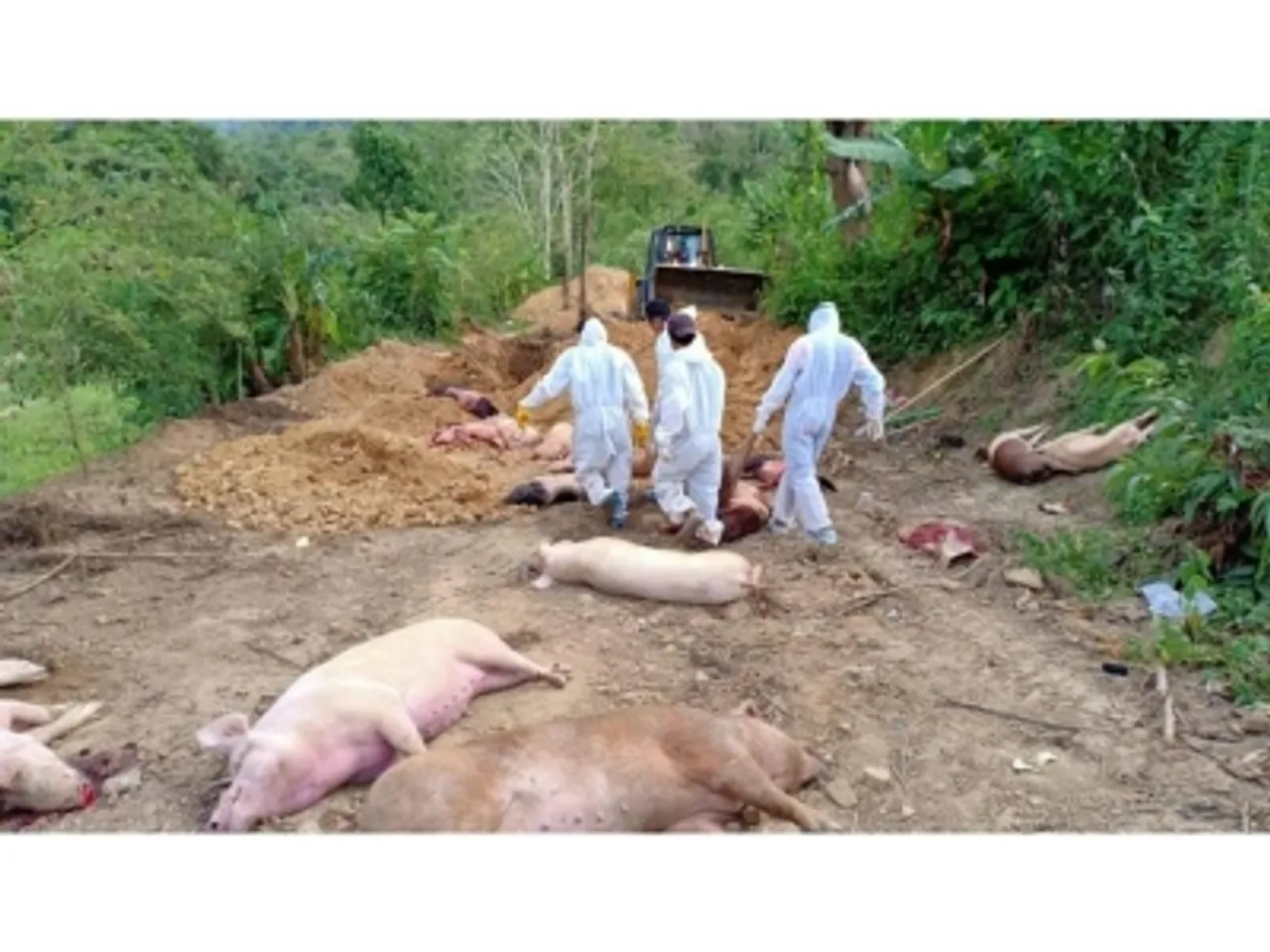 Amid pandemic