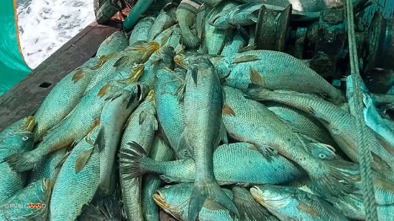 fisherman111