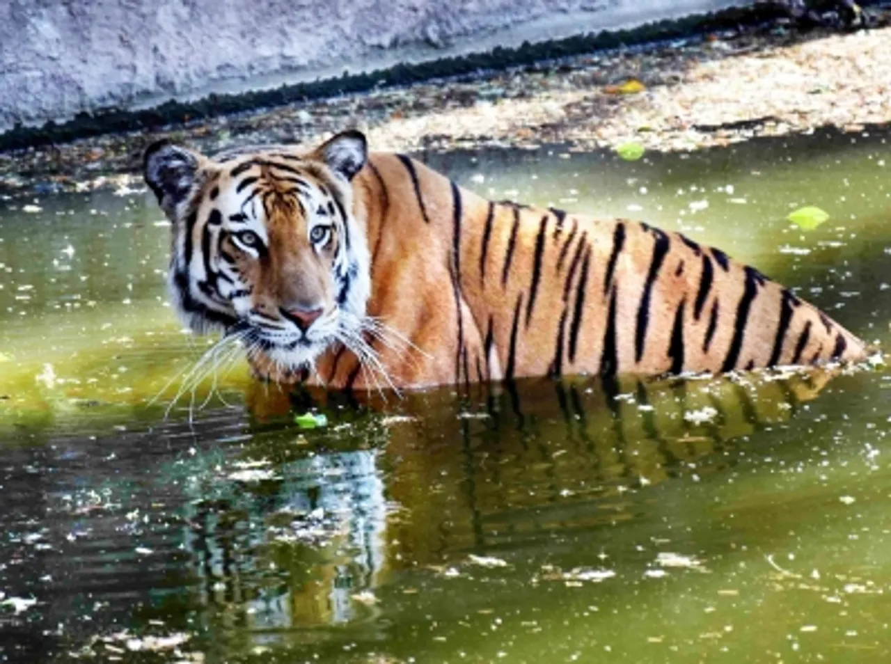 Tiger break