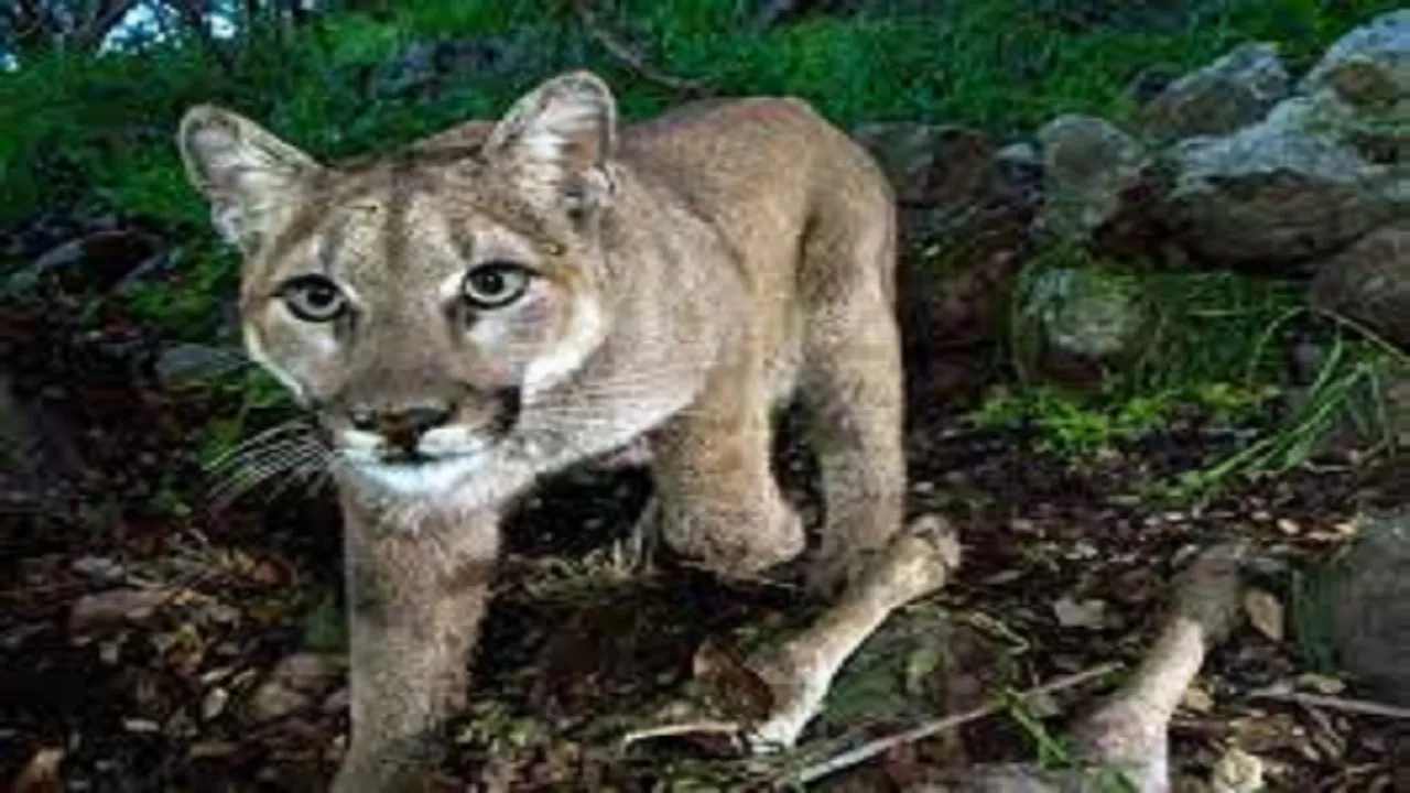 lion