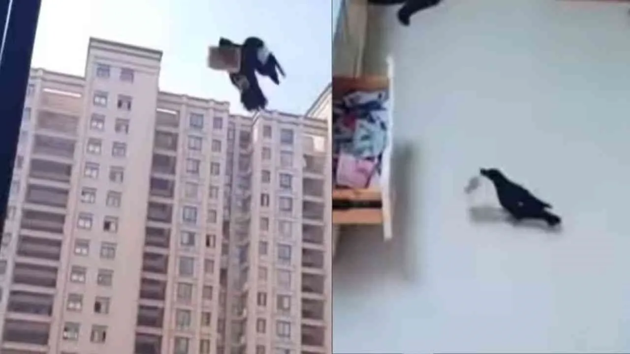 crow