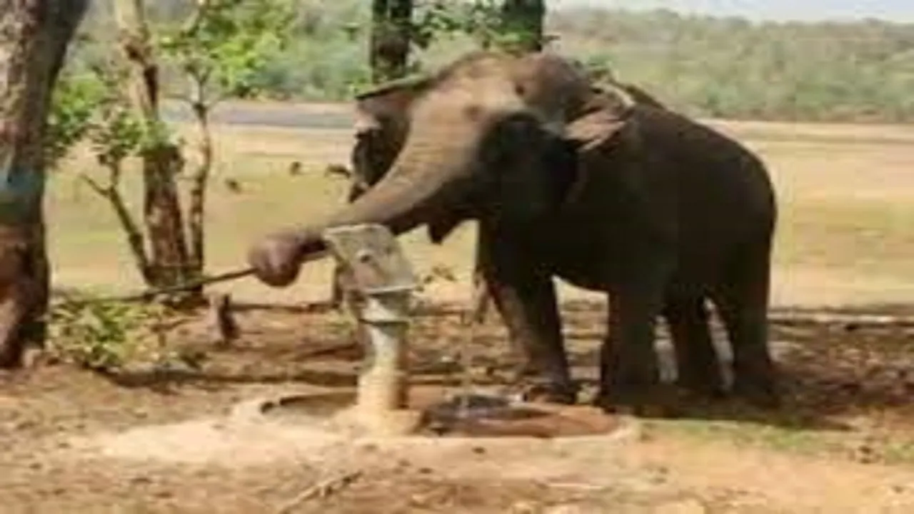 hathi