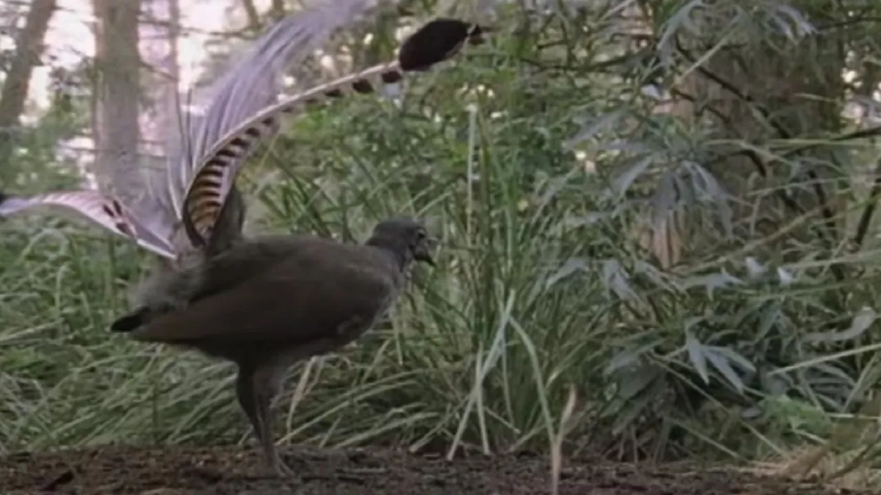 bird