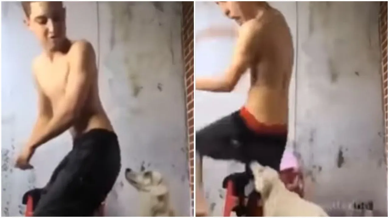 dogi with dance