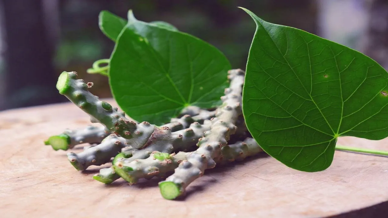Benefits of Giloy
