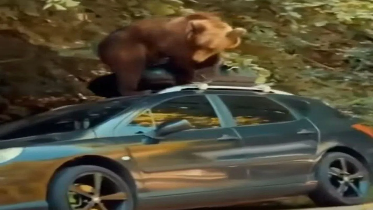 bear video11