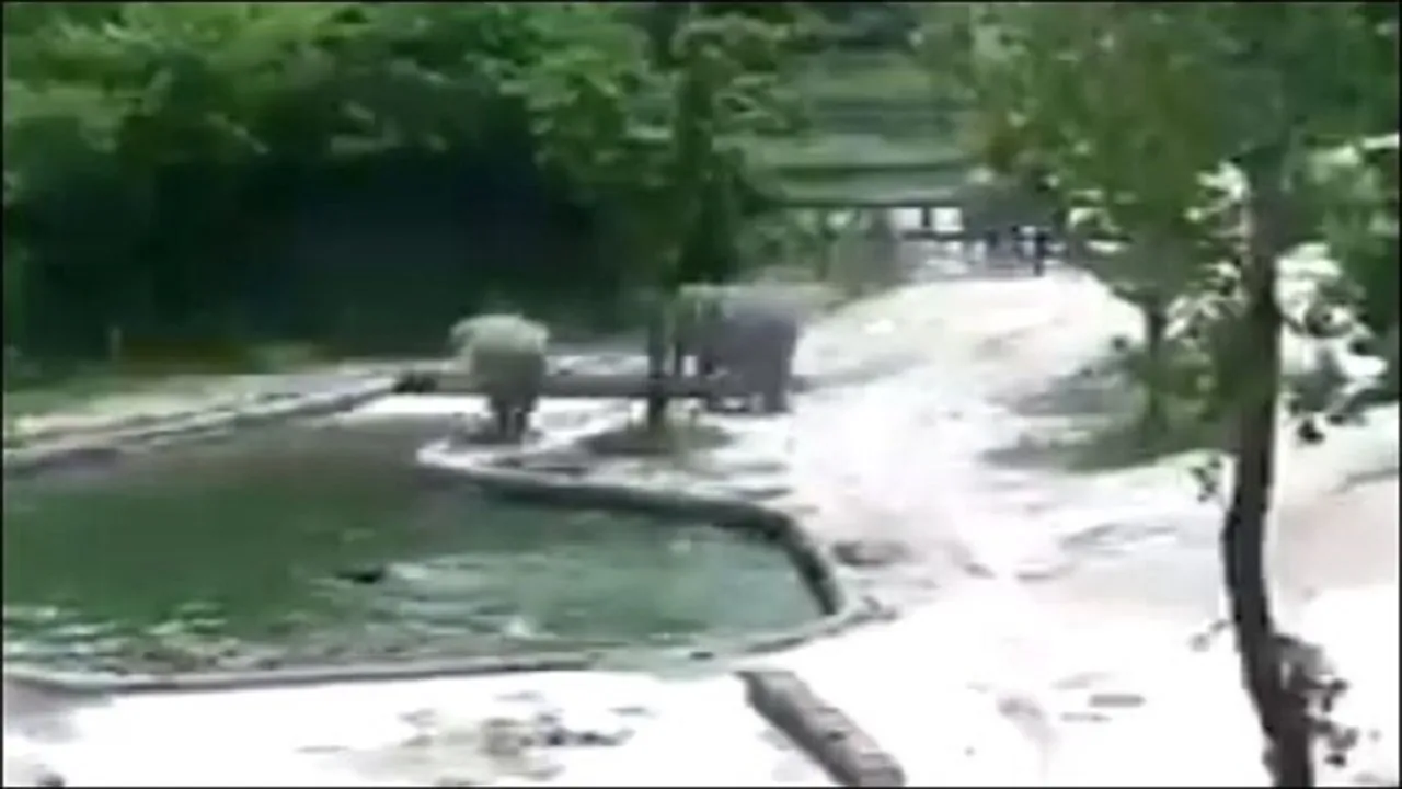 elephant baby 12