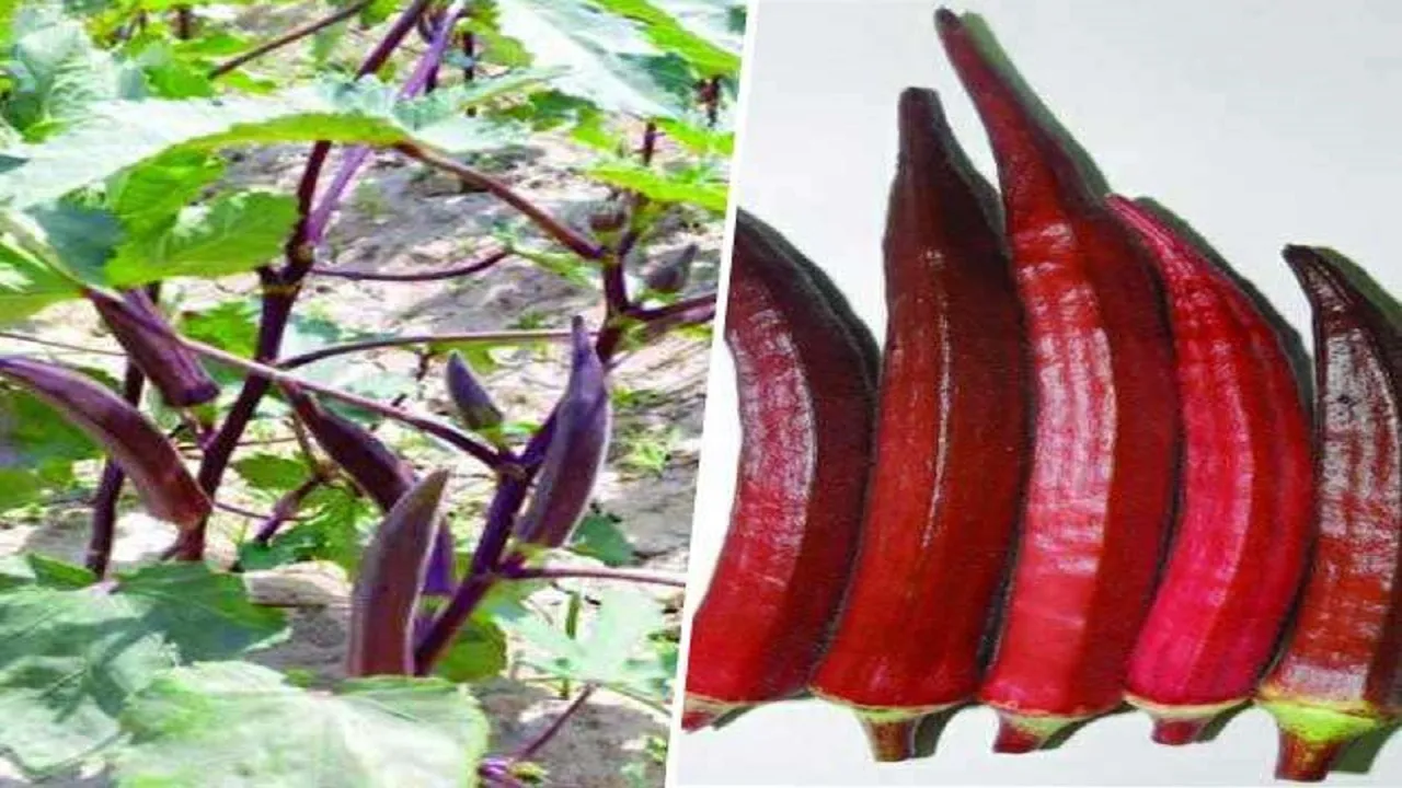 red ladyfinger