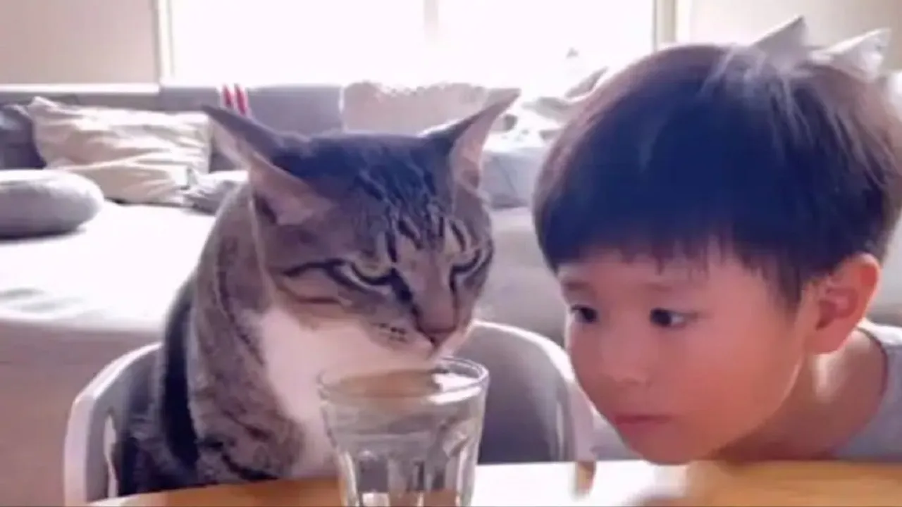 cat 555