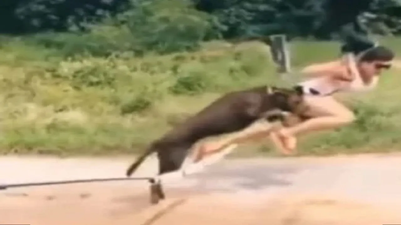 dogi jump 22